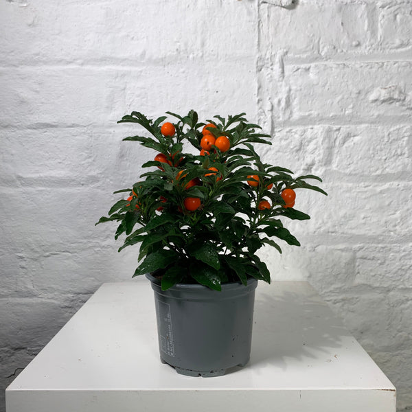 Solanum (Winter Cherry)