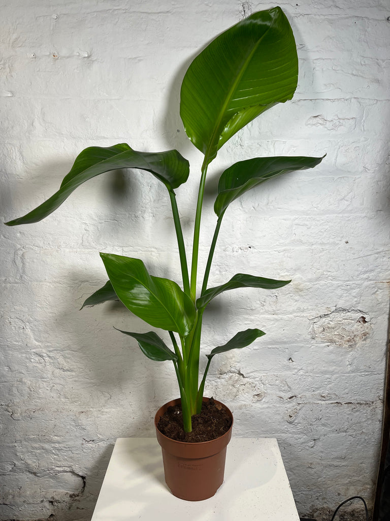 Strelitzia (Bird of Paradise)