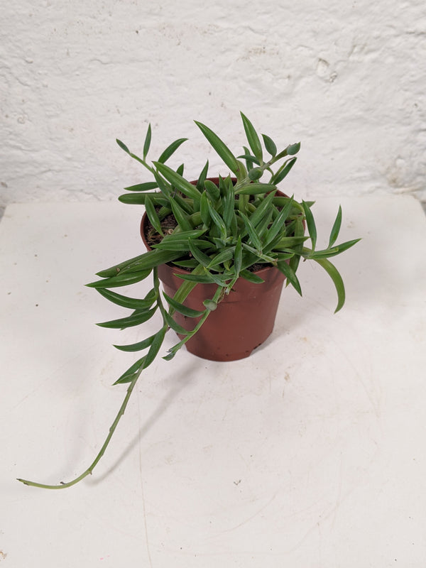 Senecio radicans (String of Bananas)