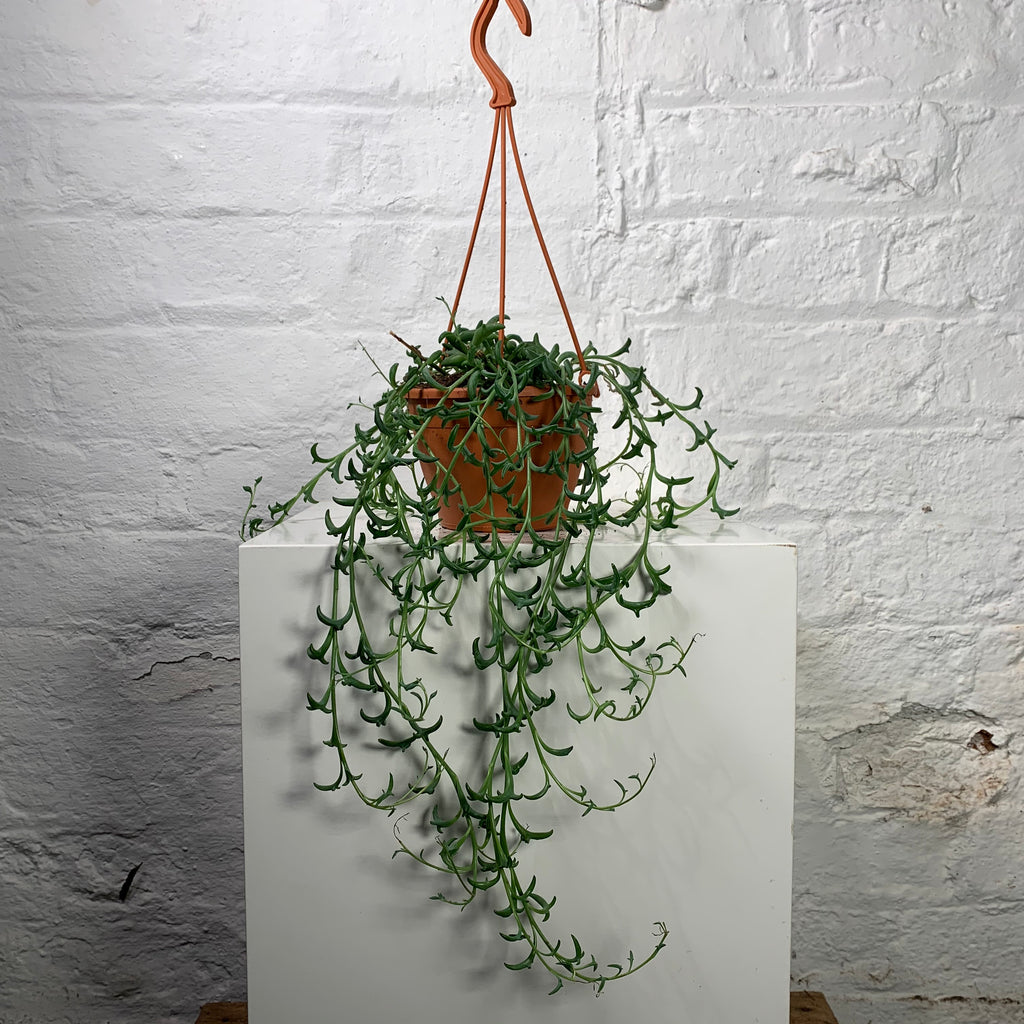 Senecio Peregrinus (String of Dolphins)