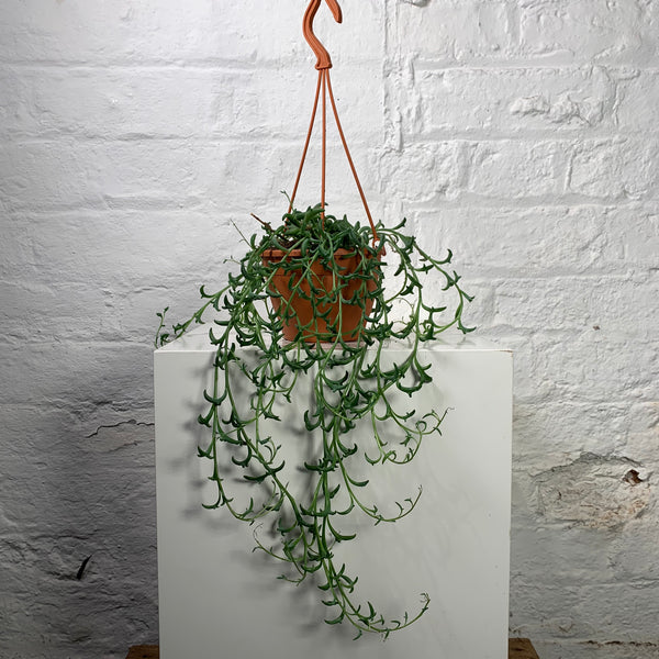 Senecio Peregrinus (String of Dolphins)