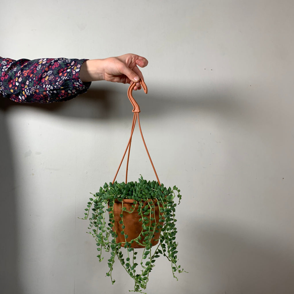 Senecio Rowleyanus (String of Pearlspilea