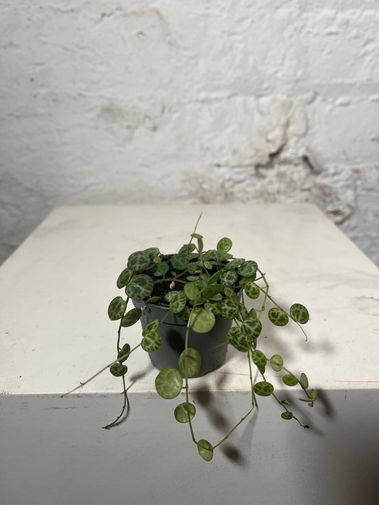 Peperomia Prostrata (String of Turtles)