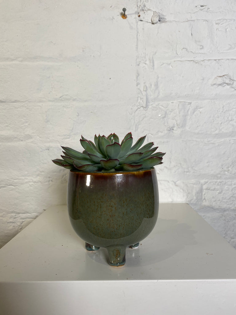 Succulent in glazed pot