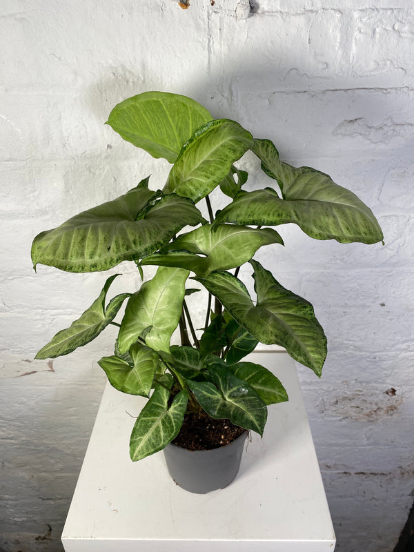 Syngonium (Arrow Head Plant)