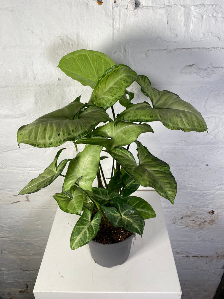 Syngonium (Arrow Head Plant)