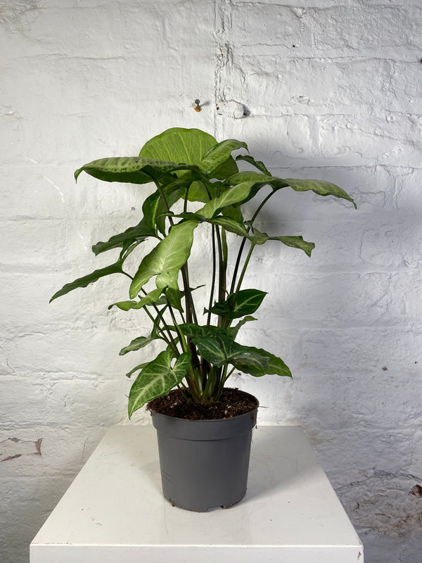 Syngonium (Arrow Head Plant)