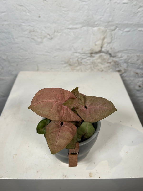 Syngonium Neon Robusta (Arrowhead plant)