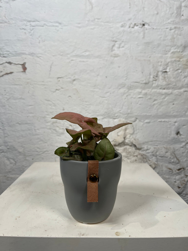 Syngonium Neon Robusta (Arrowhead plant)