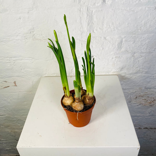 Tete a Tete (Daffodil)