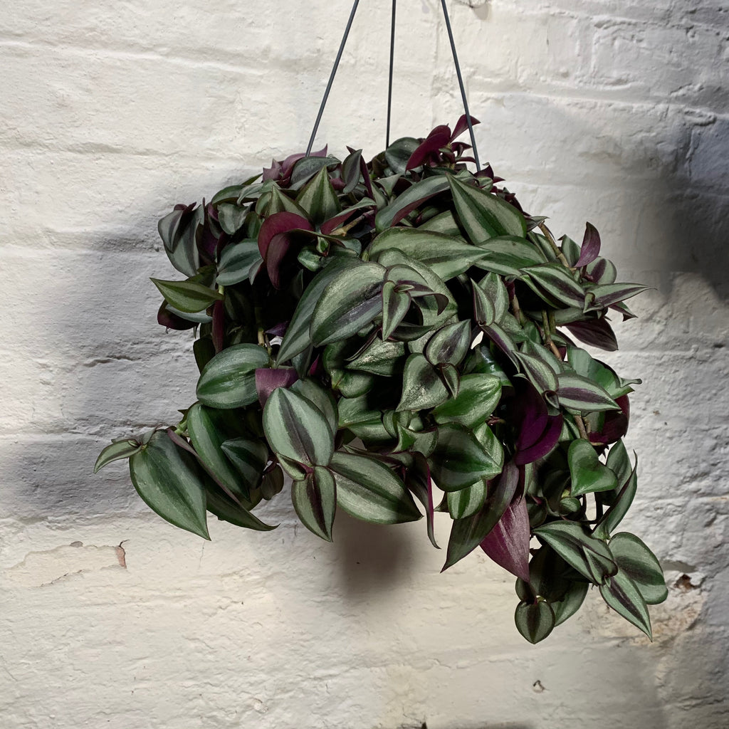 Tradescantia Zebrina (Wandering Jew)