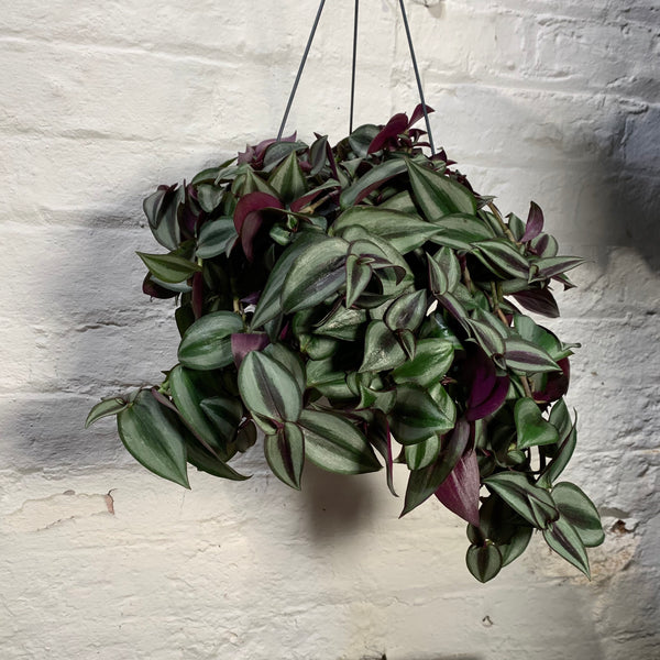 Tradescantia Zebrina (Wandering Jew)