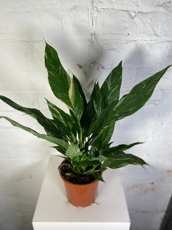 Spathiphyllum Diamond (Variegated Peace Lily)