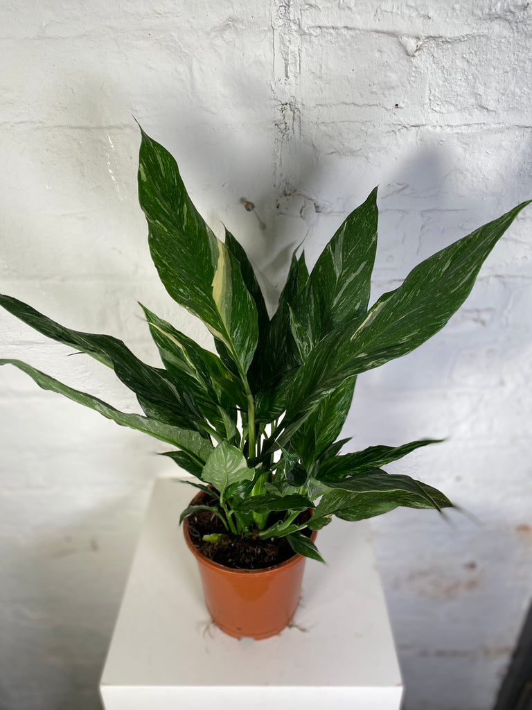 Spathiphyllum Diamond (Variegated Peace Lily)