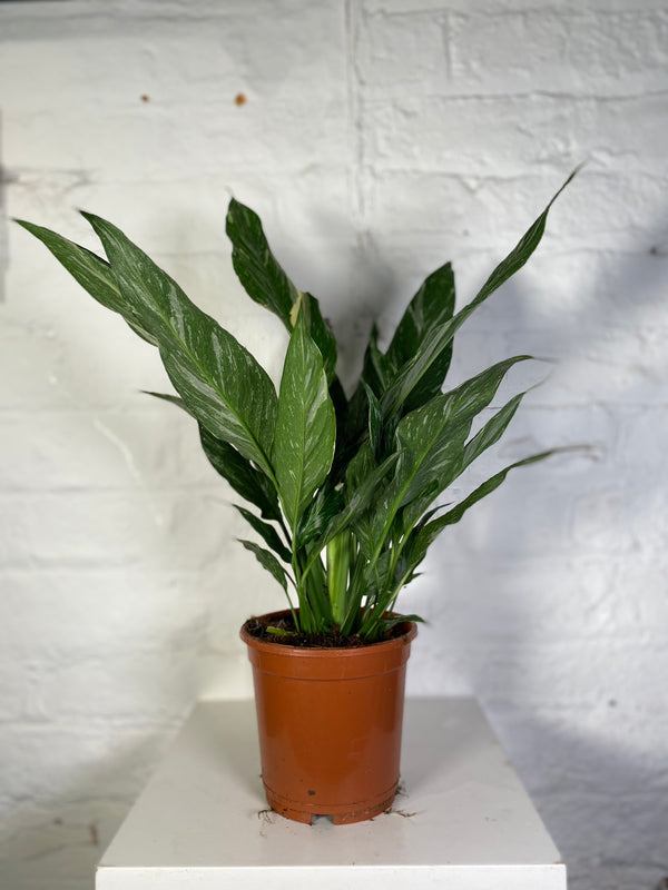 Spathiphyllum Diamond (Variegated Peace Lily)