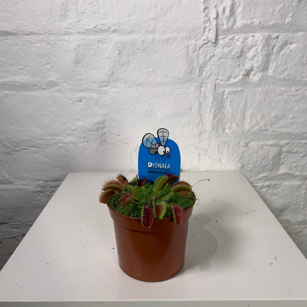 Dionaea Muscipula (Venus Fly Trap)