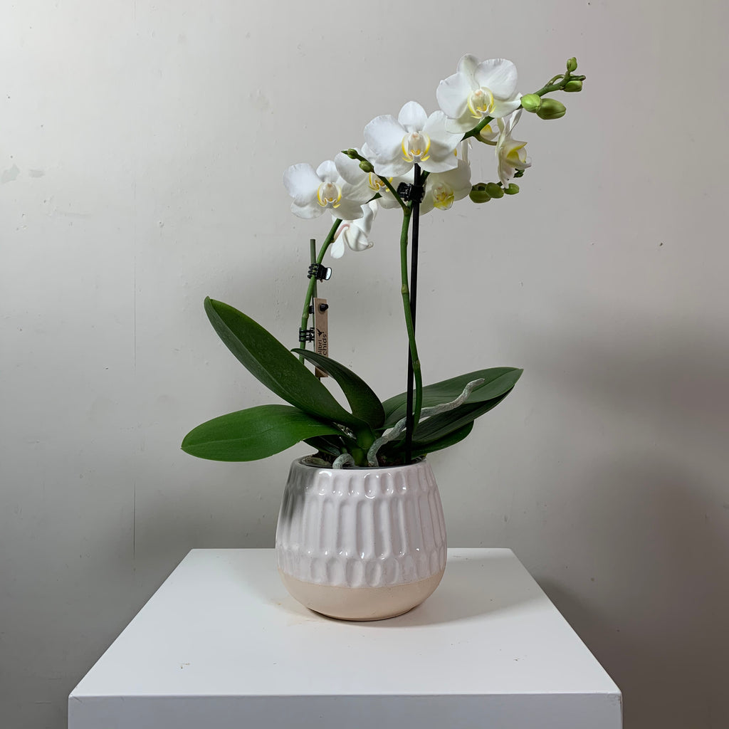 Phalaenopsis — White