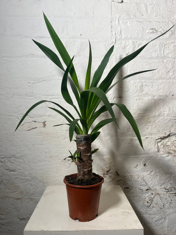 Yucca Elephantipes (Yucca)