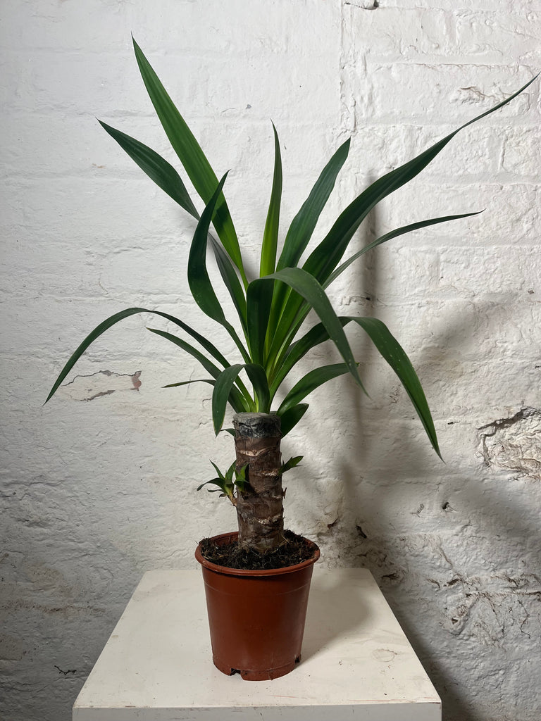 Yucca Elephantipes (Yucca)